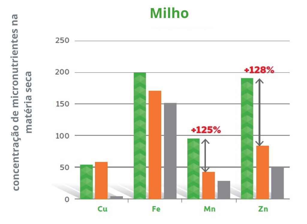 Amino Ultra Kukurydza